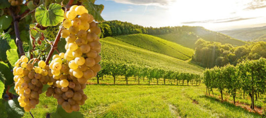 route des vins